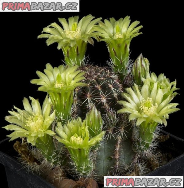 Kaktus Echinocereus viridiflorus Balení obsahuje 20 semen – fotografie 1