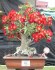 Sazenice Adenium obesum - mix semen