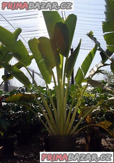 ♣ 50 x semena Ravenala Madagascariensis – fotografie 1