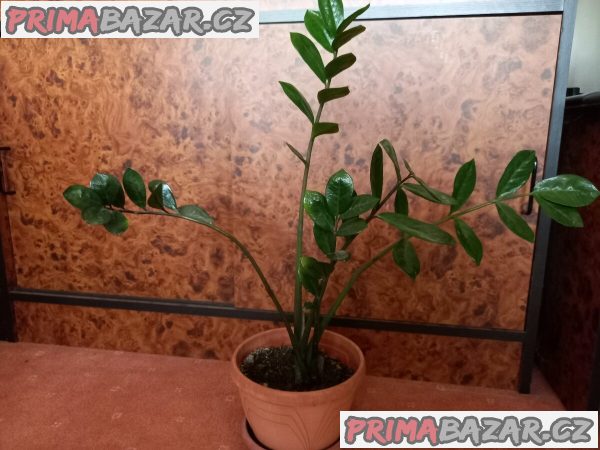 Zamioculcas – fotografie 1