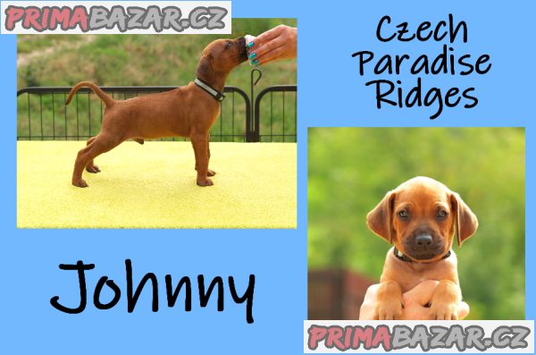 Rhodéský ridgeback s PP – fotografie 1