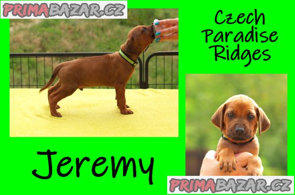 Rhodéský ridgeback s PP – fotografie 2