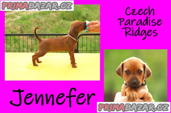 Rhodéský ridgeback s PP – fotografie 3