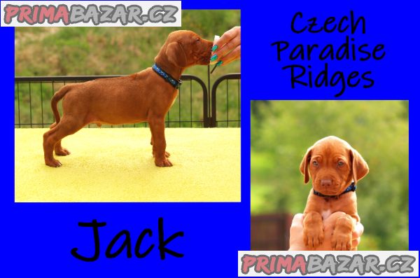 Rhodéský ridgeback s PP – fotografie 4