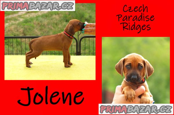 Rhodéský ridgeback s PP – fotografie 5