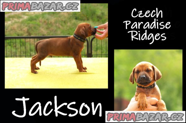 Rhodéský ridgeback s PP – fotografie 6