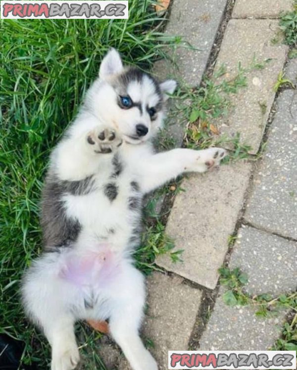 Sibiřský husky Fenku – fotografie 1
