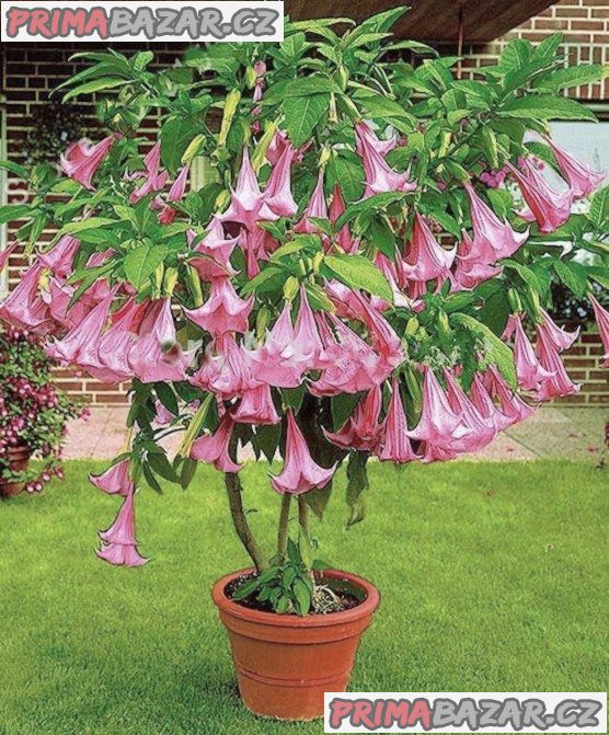 Brugmansia Suaveolens - Andělská trumpeta Balení obsahuje 5 semen – fotografie 1