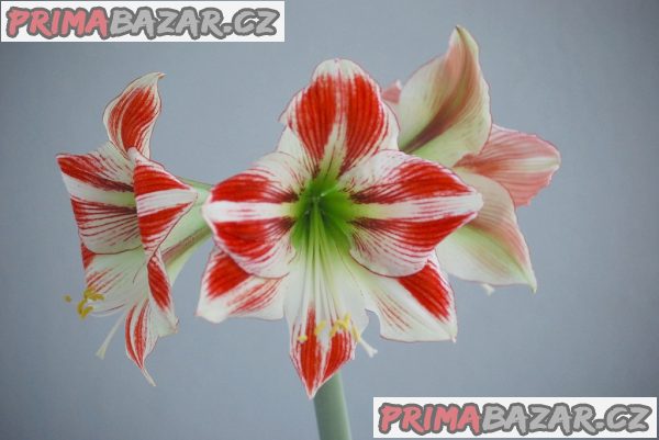 Sazenice hvězdník Ambiance – fotografie 1
