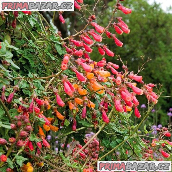 Eccremocarpus Scaber Mix barev - Úponatka Balení obsahuje 50 semen – fotografie 1