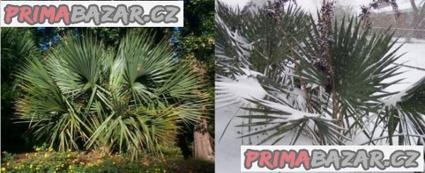 Sazenice Sabal minor - první list – fotografie 1