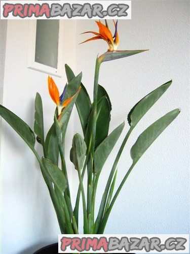 2 x naklíčené semeno Strelitzia Reginae – fotografie 1