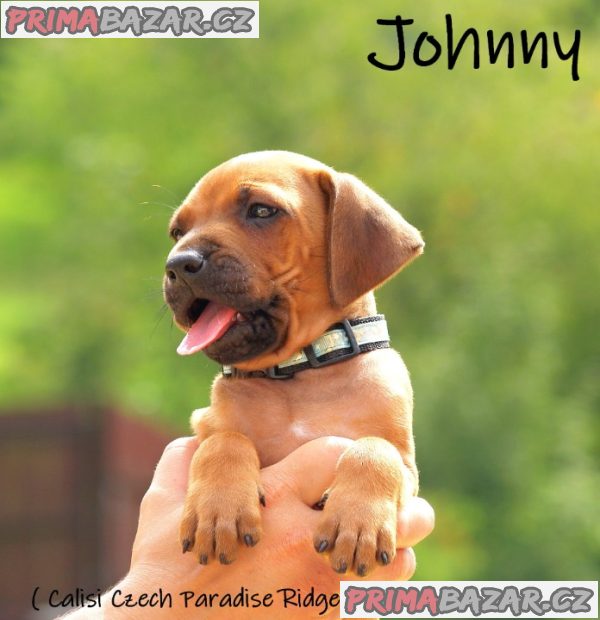 Rhodéský ridgeback s PP – fotografie 1