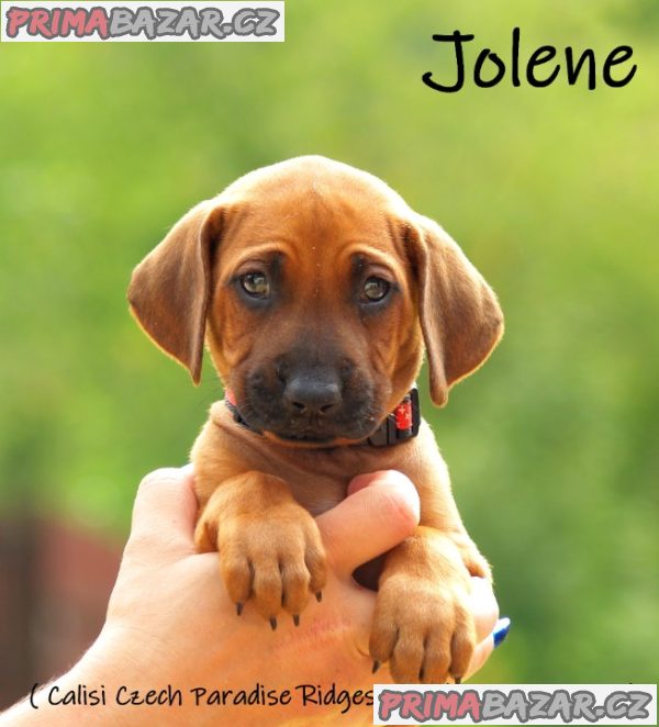 Rhodéský ridgeback s PP – fotografie 5