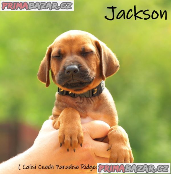 Rhodéský ridgeback s PP – fotografie 6
