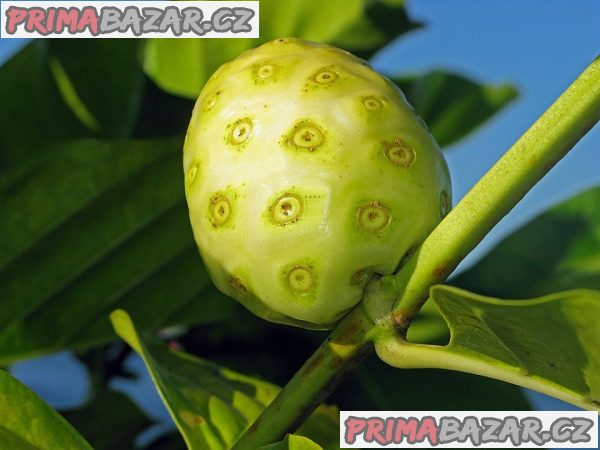 Noni citrusolistá – fotografie 1