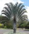 Sazenice Palma Dypsis decaryi  1 – 2 první listy