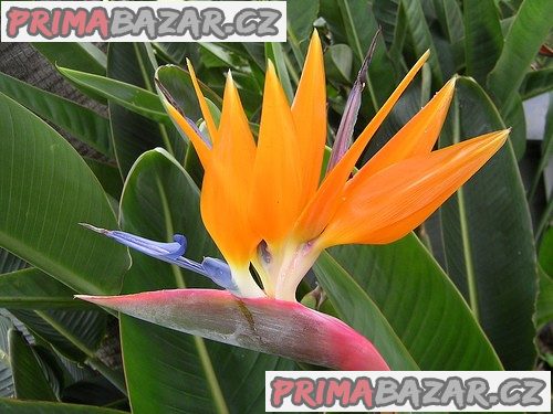Sazenice Strelitzia reginae vel. cca 8-10 cm – fotografie 1