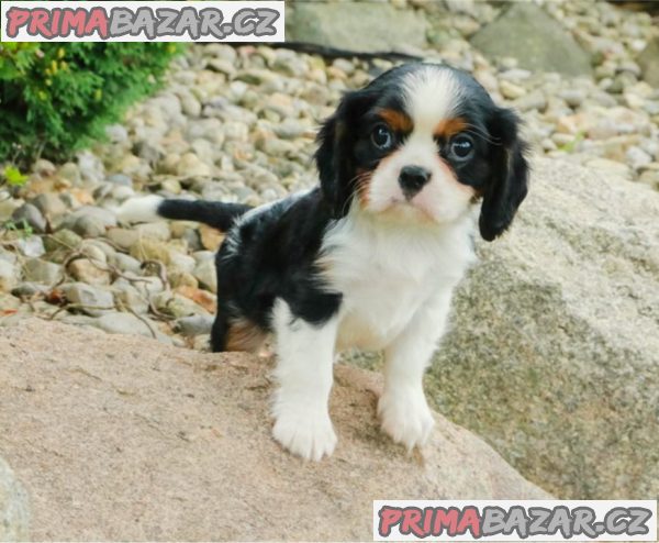 Kavalír King Charles Španěl – fotografie 1