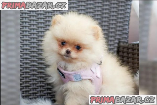 Německý špic trpasličí (Pomeranian) – fotografie 2