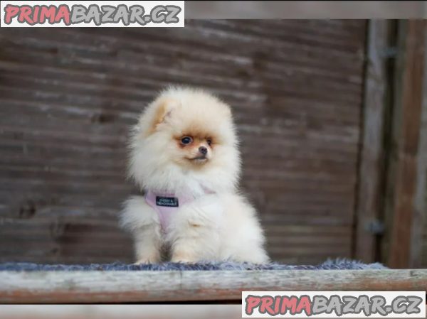 Německý špic trpasličí (Pomeranian) – fotografie 3