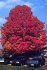 Acer Sacharum - Javor cukrový