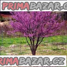 Cercis chinensis – fotografie 1