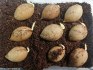 1 x naklíčené semeno Cycas Revoluta - Cycas Japonský