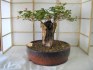 Sazenice baobab - Adansonia digitata vel. cca 30-40 cm