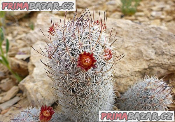 Kaktus Mammillaria potsii Balení obsahuje 10 semen – fotografie 1