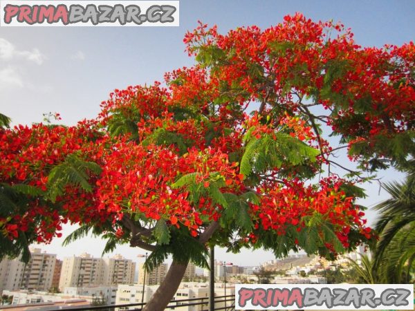 Delonix Regia - Ohňový strom Balení obsahuje 5 semen – fotografie 1