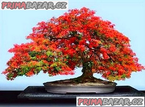 Delonix Regia - Ohňový strom Balení obsahuje 5 semen – fotografie 2