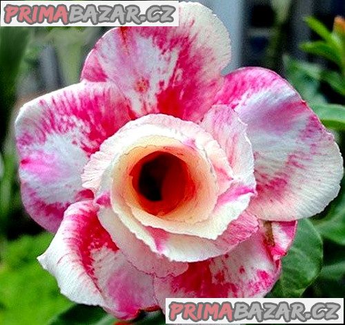 Adenium obesum _wanjai_ Balení obsahuje 5 semen – fotografie 1