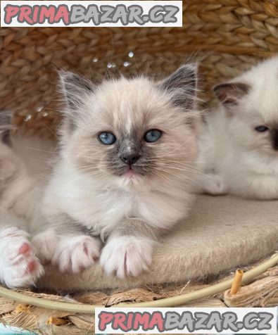 Ragdoll kotě – fotografie 1