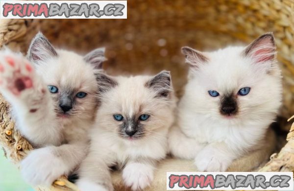 Ragdoll kotě – fotografie 2