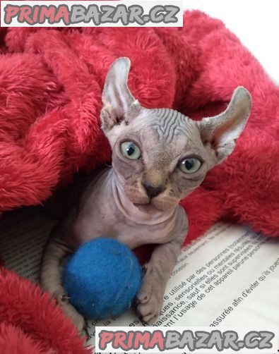 Elfí koťata Sphynx - Prodáno – fotografie 1