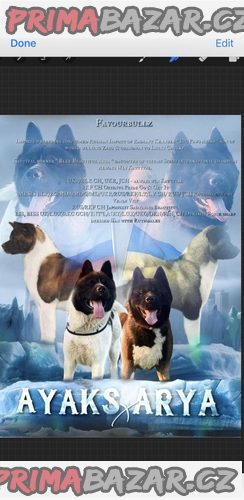 Výstavní výstava Standard Champion Bloodline Akita štěně – fotografie 1