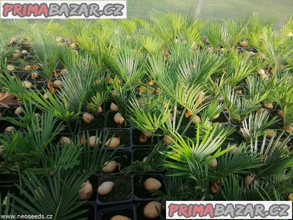 Sazenice Cycas revoluta - cykas japonský – fotografie 1