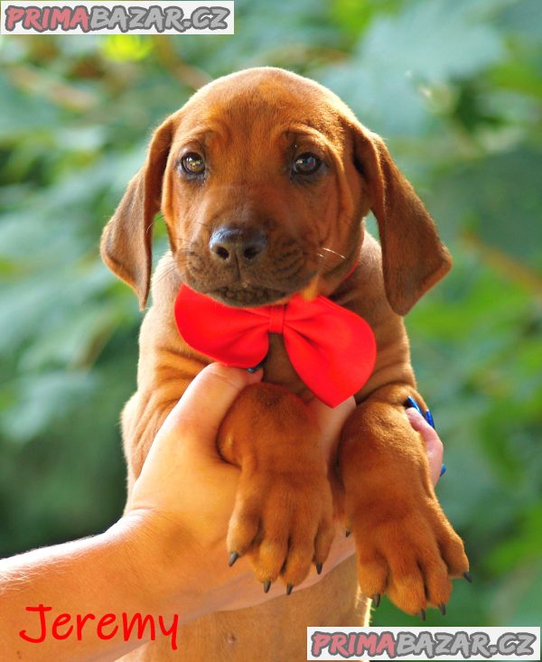 Rhodéský ridgeback s PP – fotografie 1
