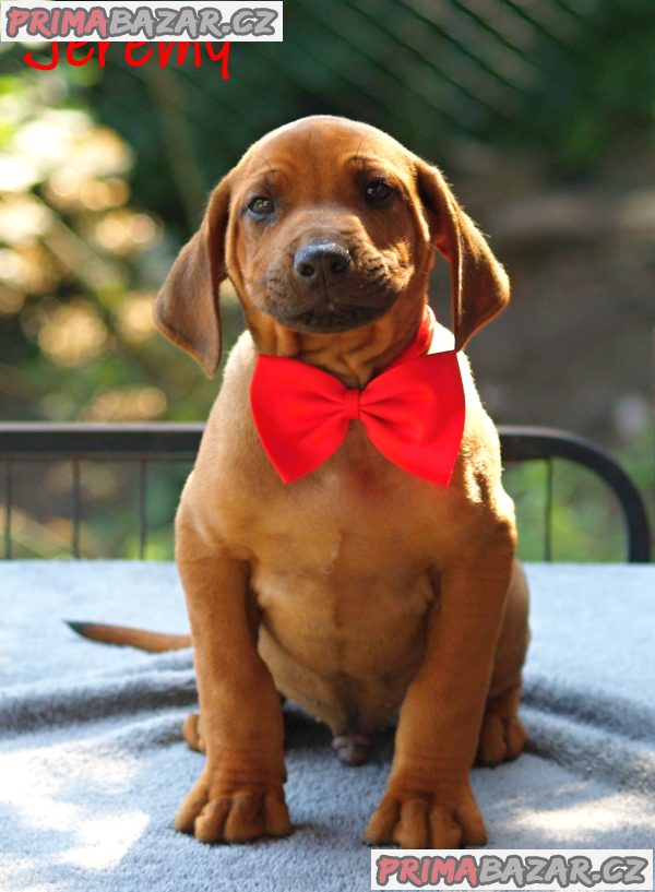 Rhodéský ridgeback s PP – fotografie 2