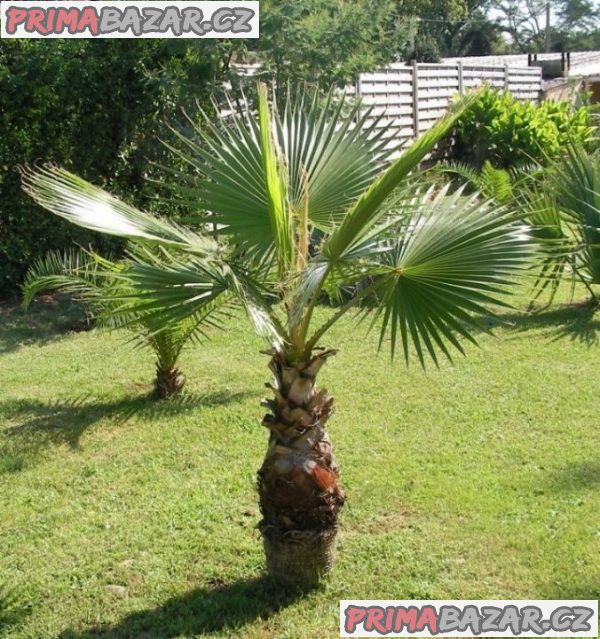 Sazenice palma Washingtonia robusta 1 - 2 první listy – fotografie 1