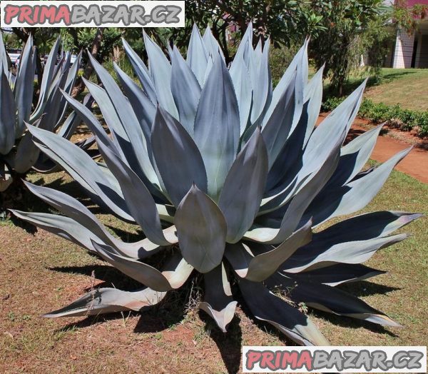 Sazenice Agave americana – Agáve obecná – fotografie 1
