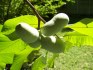 sazenice Asimina triloba