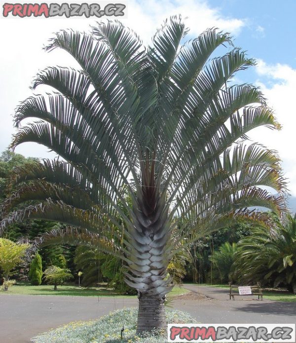 Sazenice Palma Dypsis decaryi  1 – 2 první listy – fotografie 1