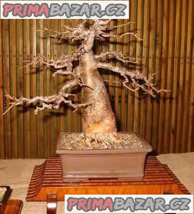 sazenice Baobab (Adansonia digitata) – fotografie 1