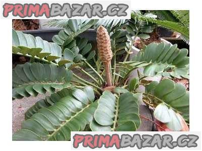 Sazenice Cycas Zamia Furfuracea – fotografie 1