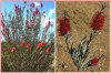 Callistemon phoeniceus - Štětkovec - semena