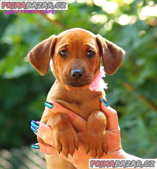 Rhodéský ridgeback s PP – fotografie 1