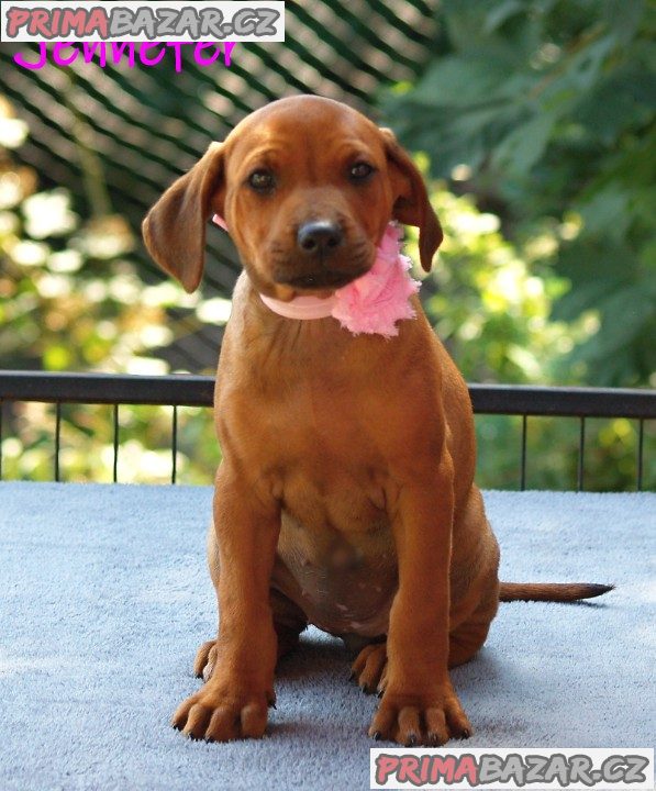 Rhodéský ridgeback s PP – fotografie 2