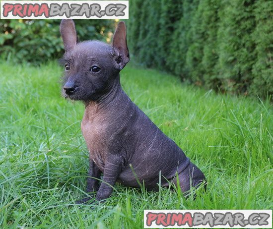 Peruánský naháč s PP – fotografie 1